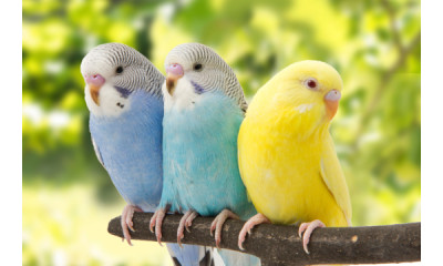 ¿Cómo afecta la salmonella en las aves? 